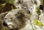 Animales en extincion