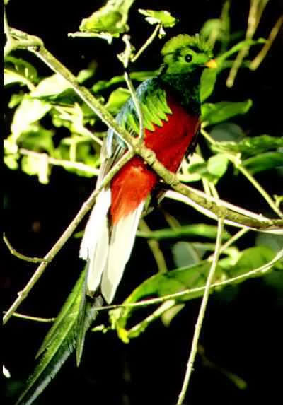 Quetzal