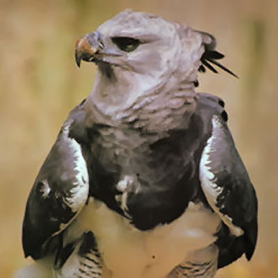 Aguila harpia